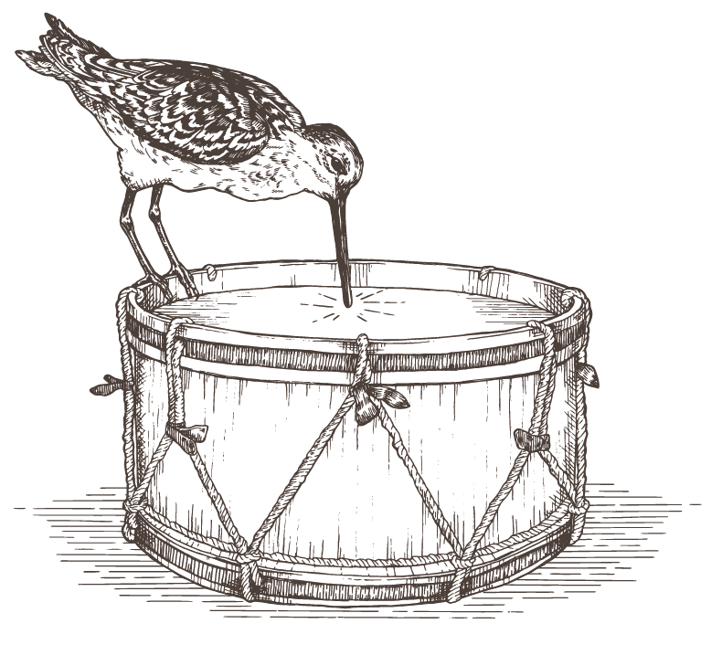 The Drumming Snipe - Bird on Drum